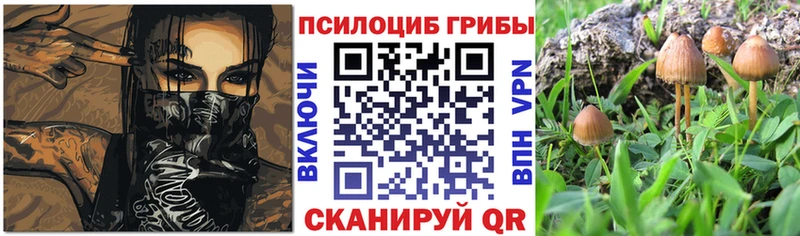 закладки  Изобильный  Псилоцибиновые грибы мицелий 